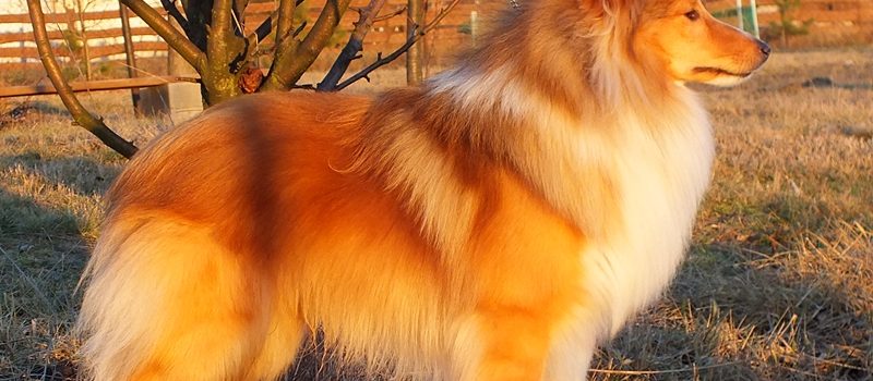 2016.02.07 Lovesome sheltie